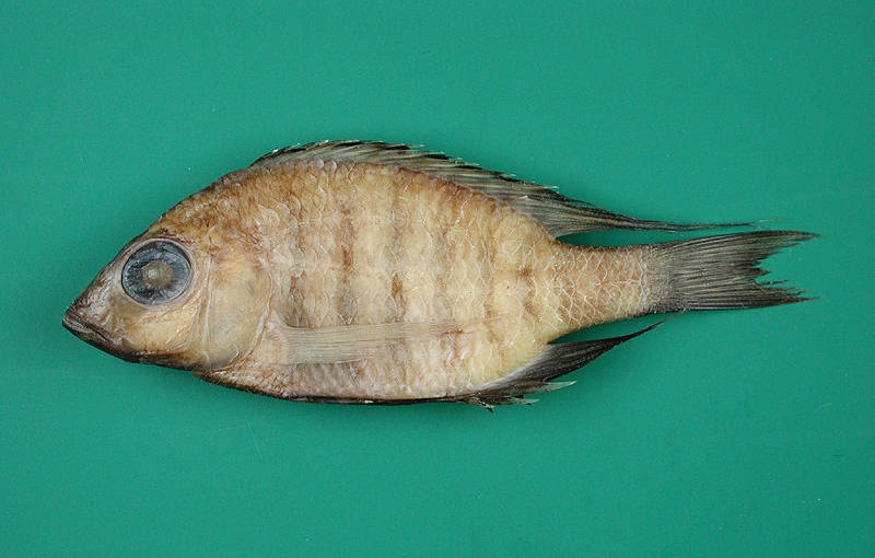 Placidochromis intermedius